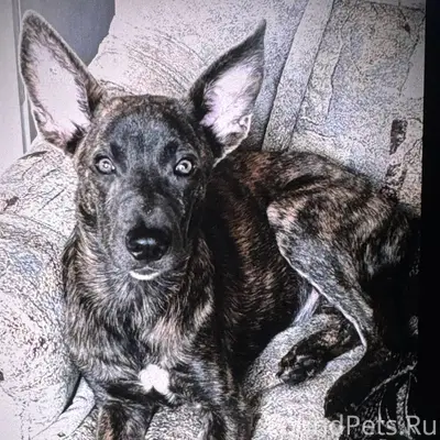 Пропал щенок Честор, район Роза Люксембург