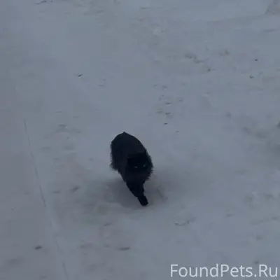 Пропала кошка Муська, Первомайский район
