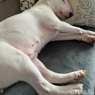 Пропала девочка бультерьер, глухая