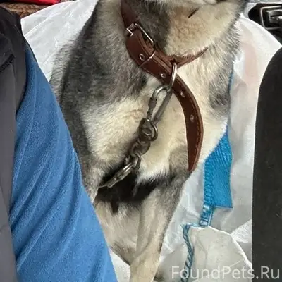 Пропала собака Рона, улица Боровская