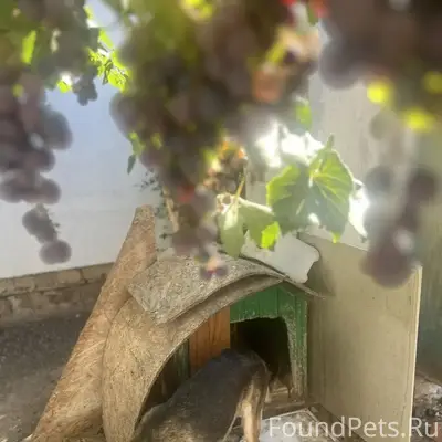 Пропала собака Лада, район ул. Дзержинского