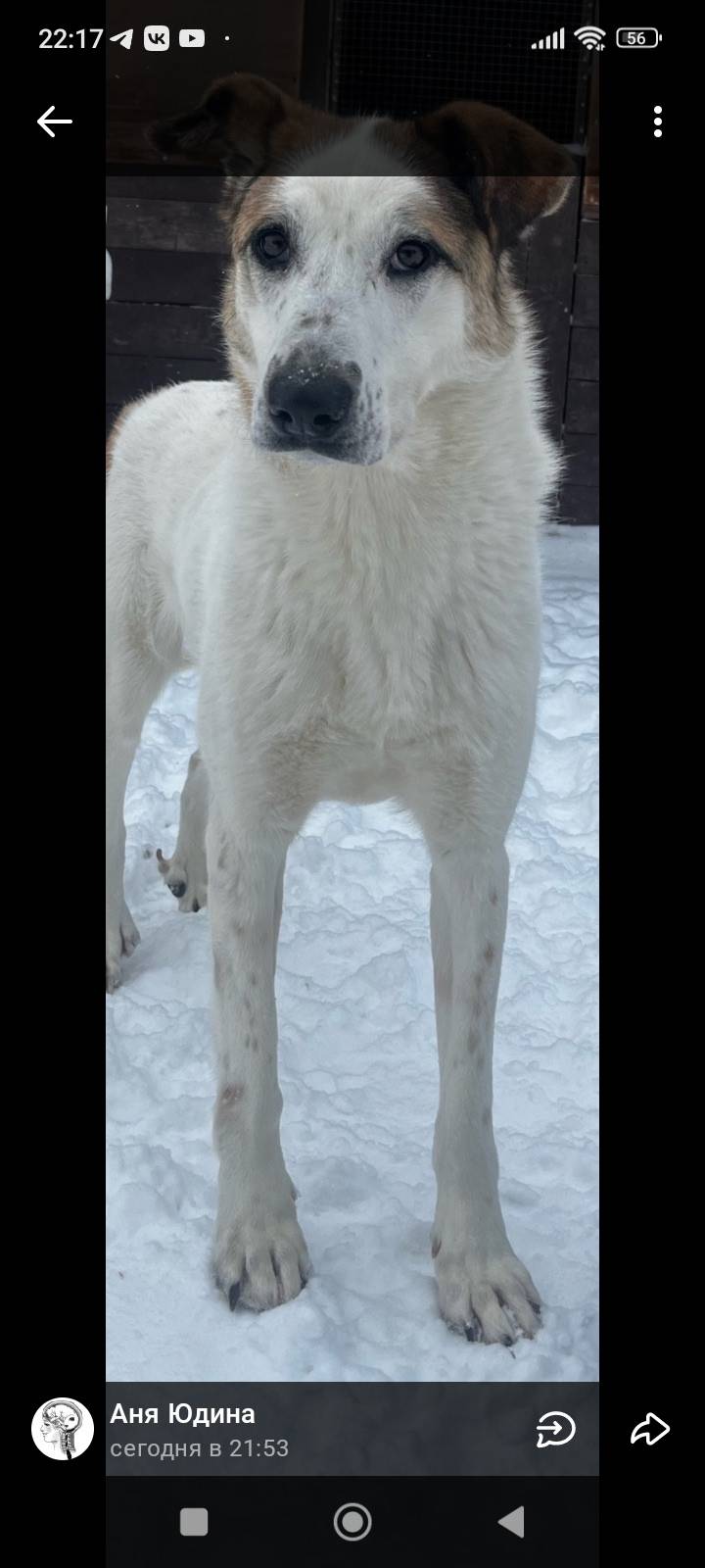 Пропала собака Тори