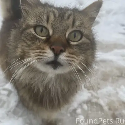 Пропала кошка Люся, Фермское шоссе