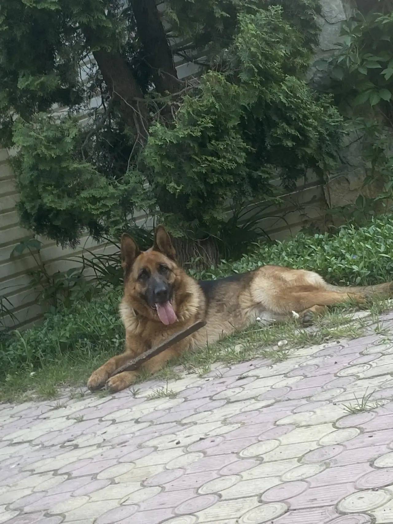 Пропала немецкая овчарка, поселок Дачный