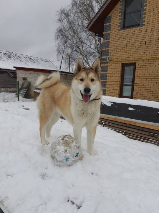 Пропала западно-сибирская лайка, улица Клары Цеткин