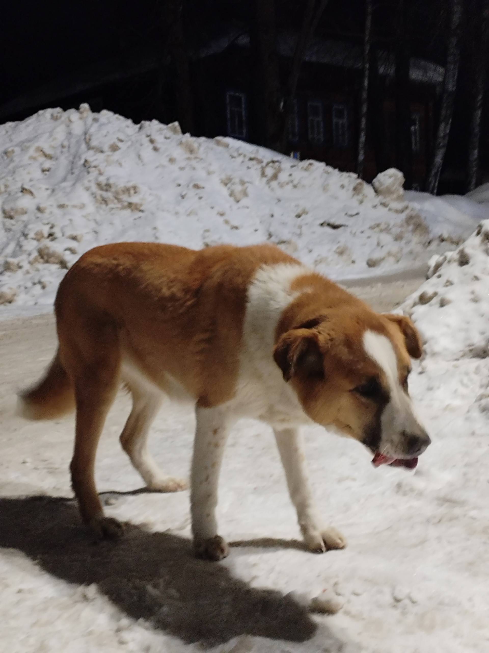 Найден тип собака, Район 9 магазин