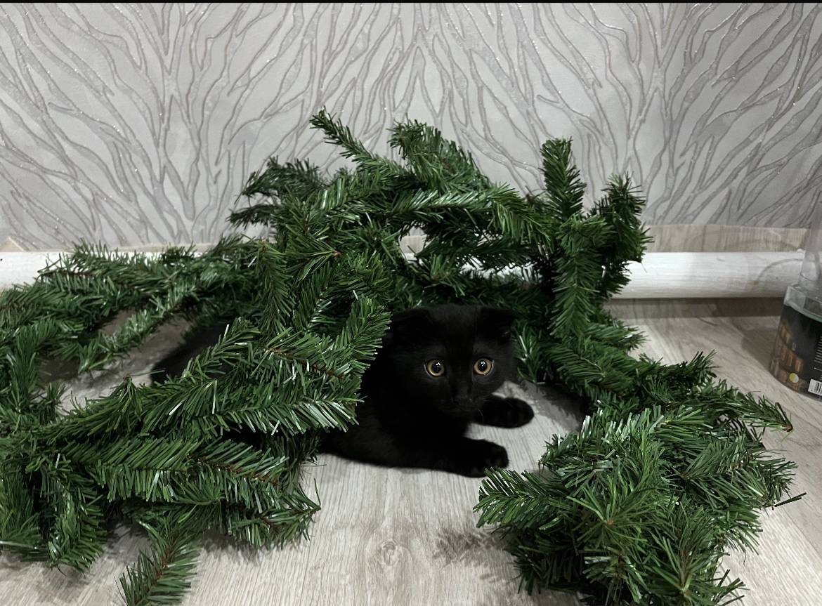 Пропал черный кот, район Сайгона