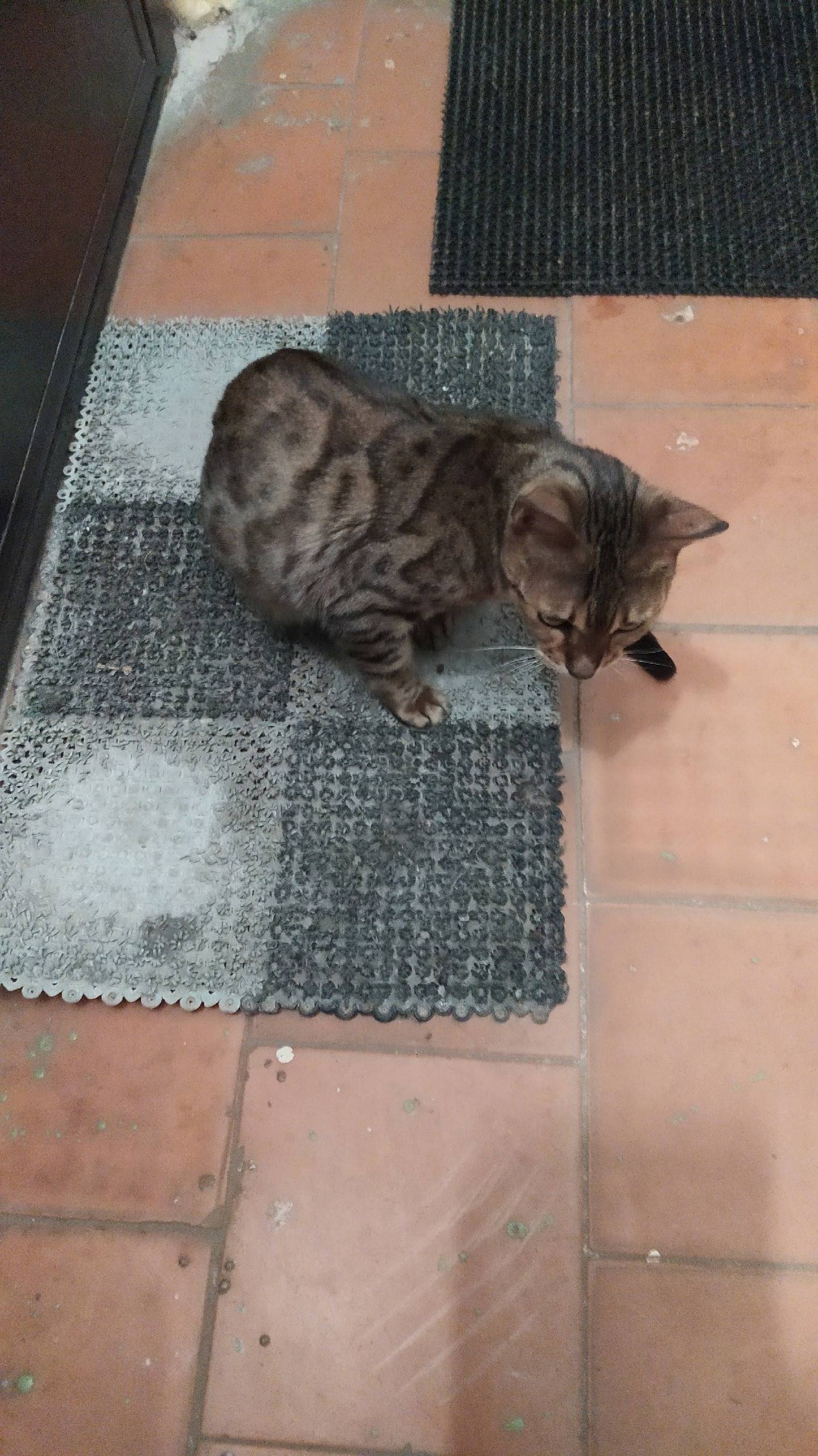 Найдена кошка, Якиманская слобода