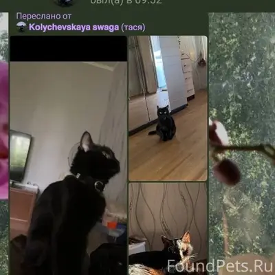 Пропала домашняя кошка