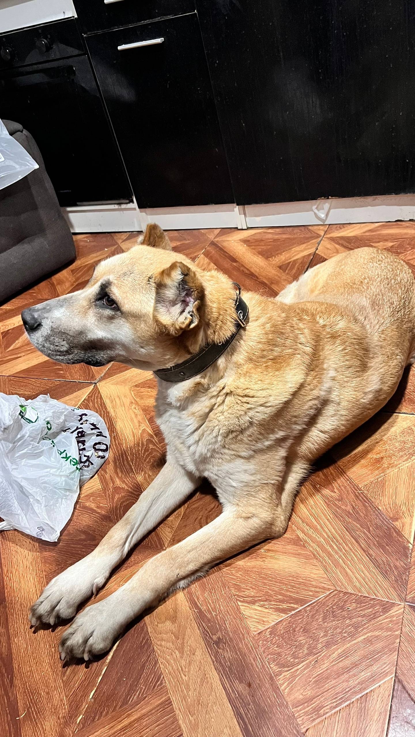 Найдена собака, Красная горка, Подольск