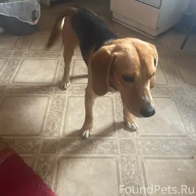 Найден бигль, ждет хозяина, Запольная