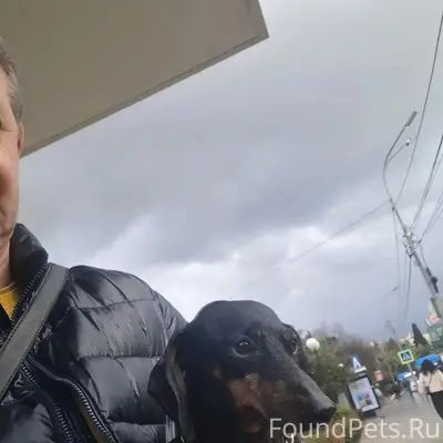 Найдена такса, ул. Навагинская, г. Сочи