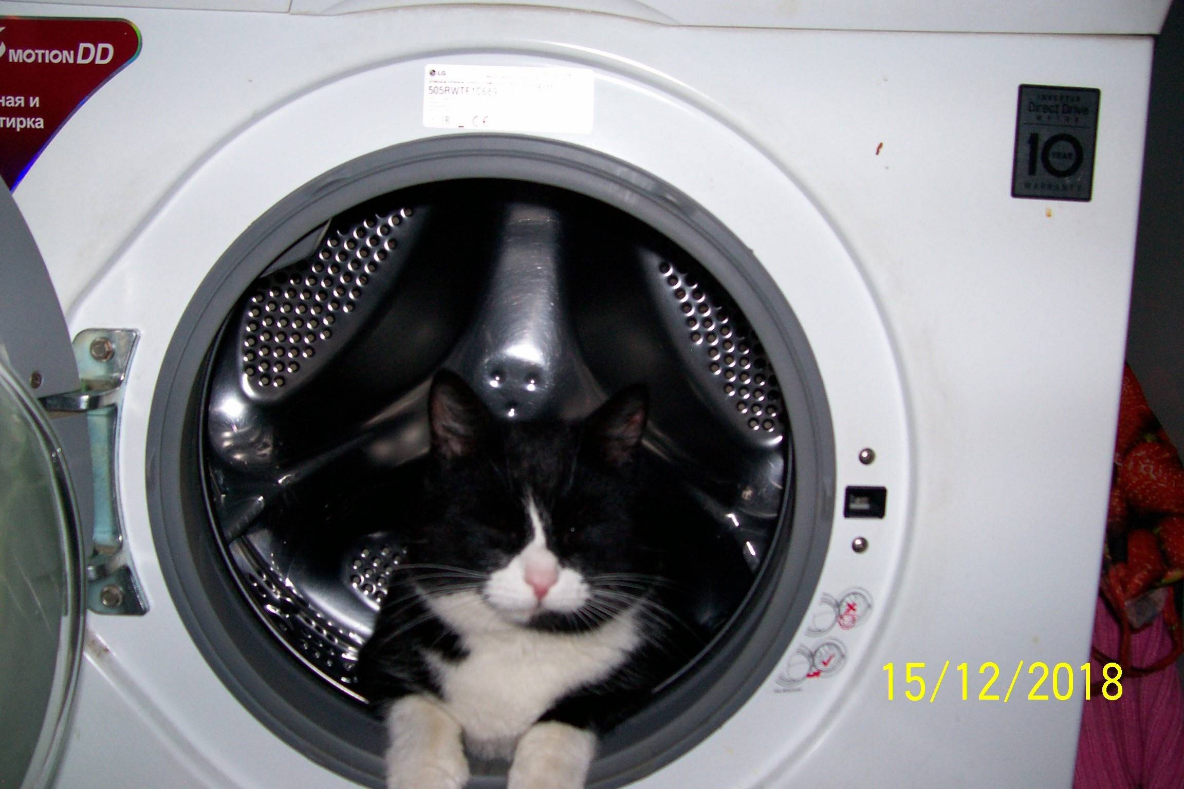 Пропал кот, был на улице Свердлова 31