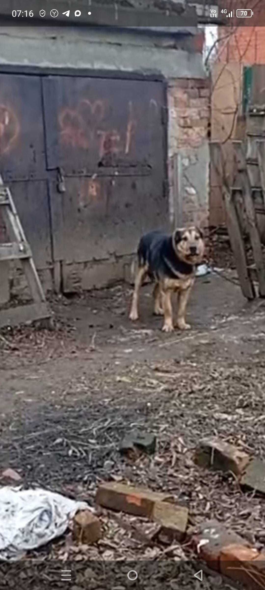 Пропал Джой, собака