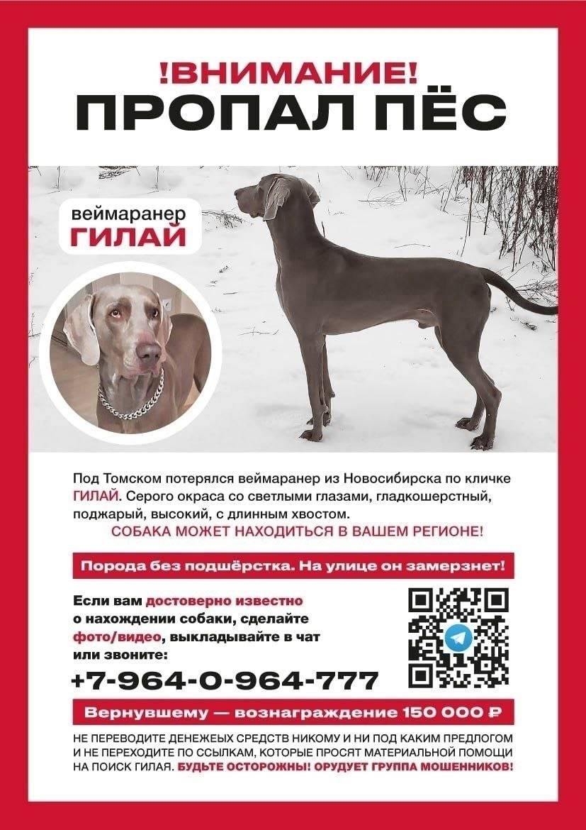 Пропал веймаранер Гилай, Новосибирск/Томск