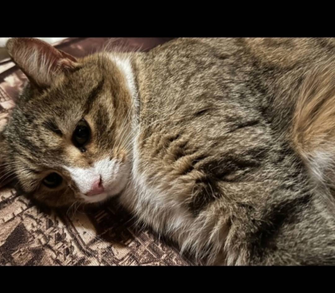 Пропал кот, 4 года, без породы