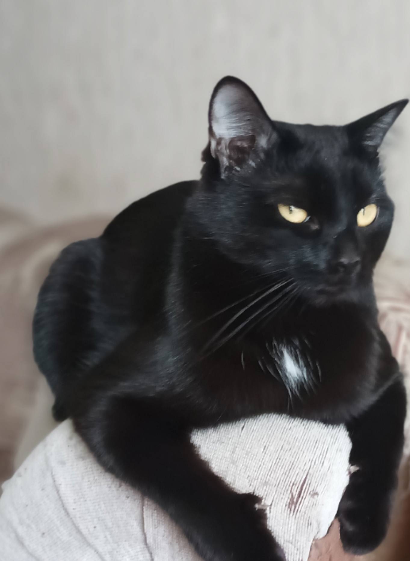 Пропал кот Мурзик, Сибай, улица Ленина