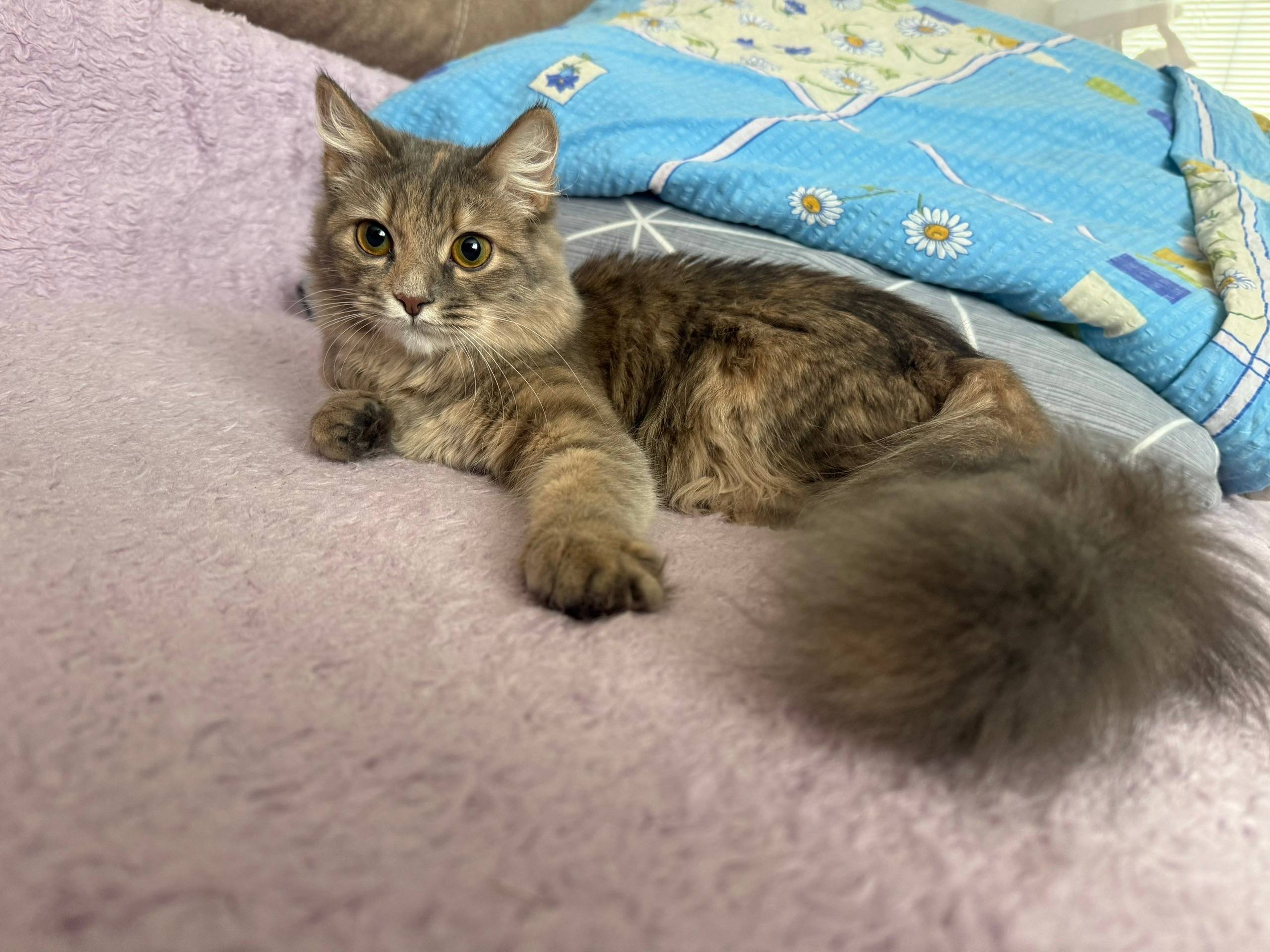 Пропала кошка Фрося, улица Карла Маркса