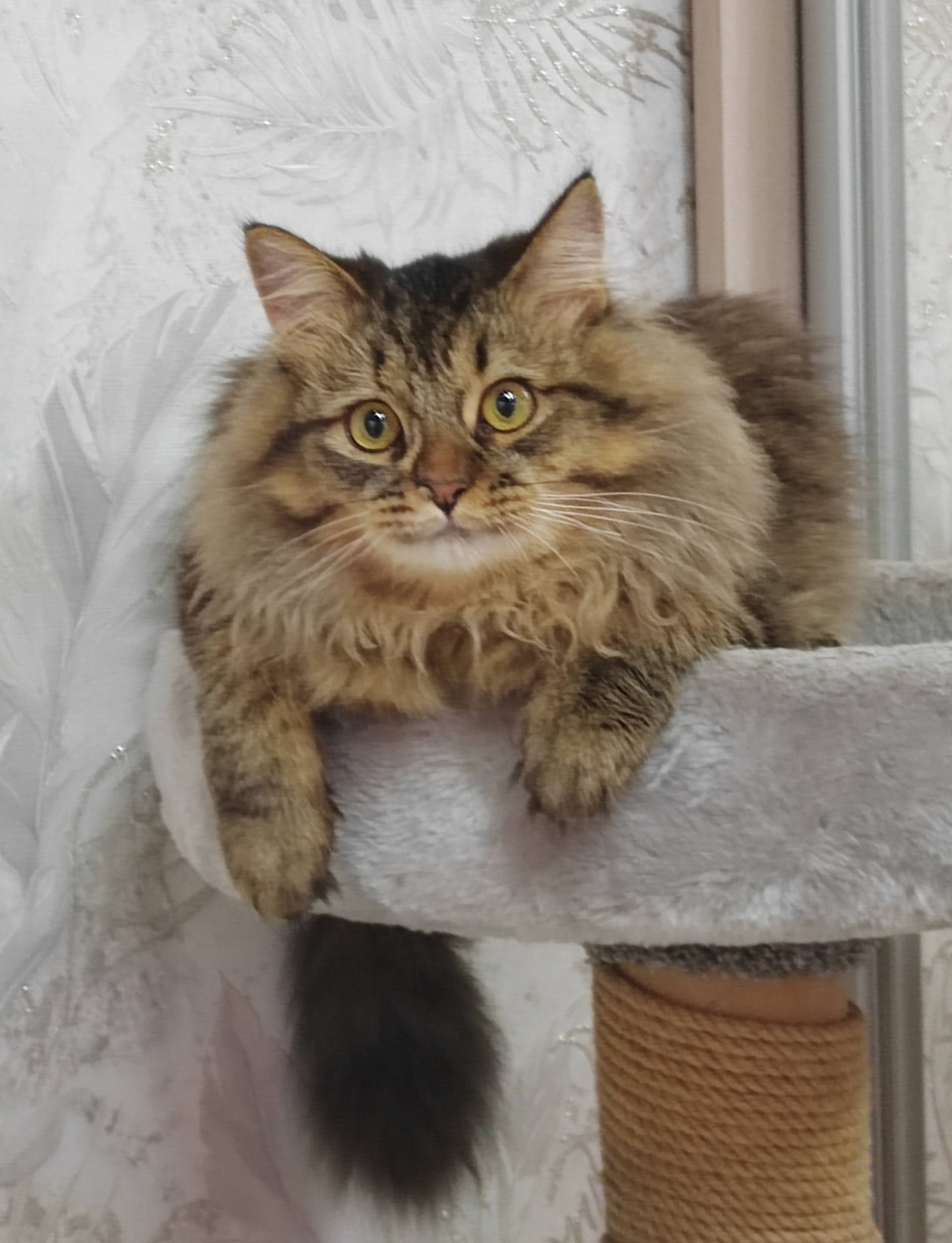 Пропал кот Коржик, Снт Карачи