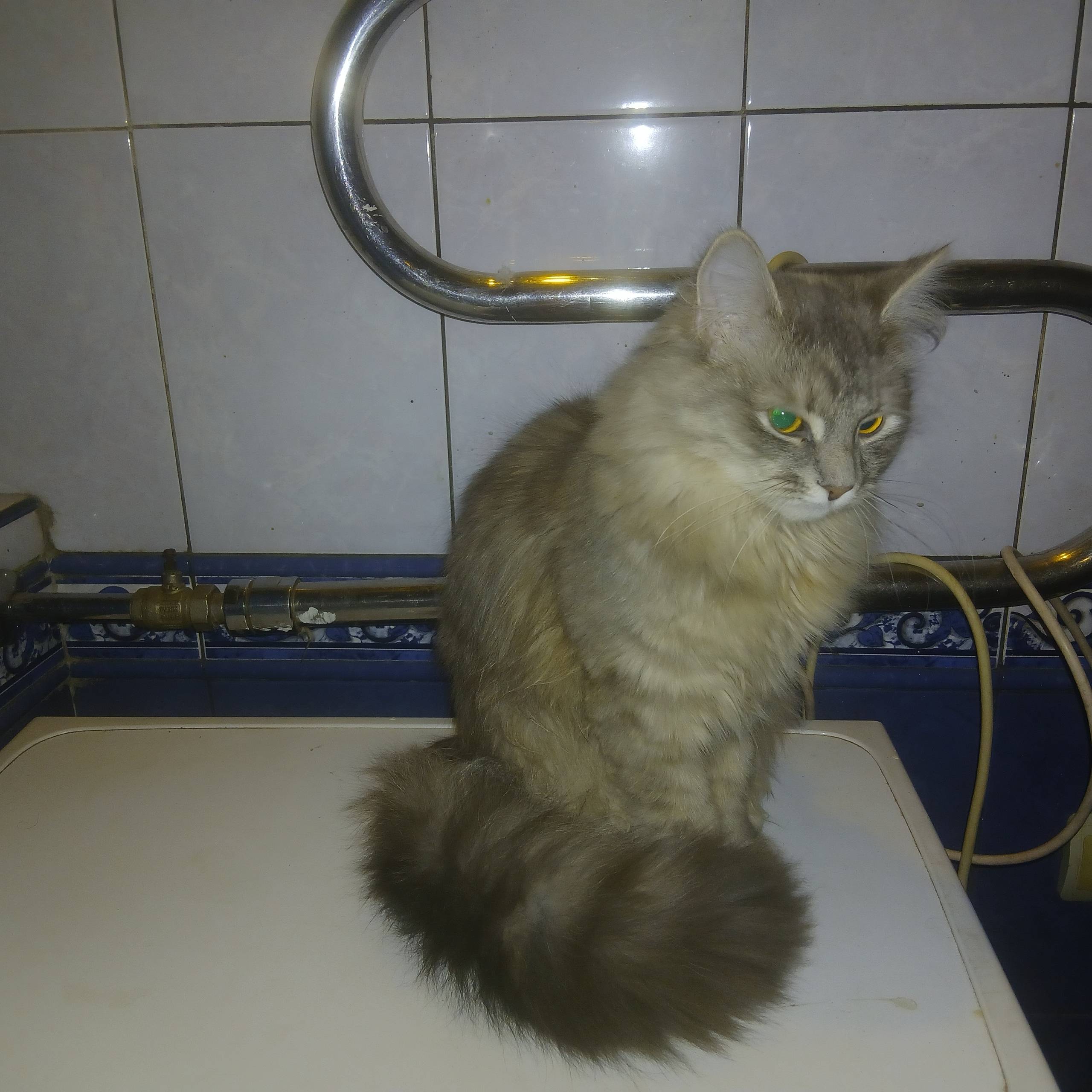 Найдена кошка, Королёв и окрестности