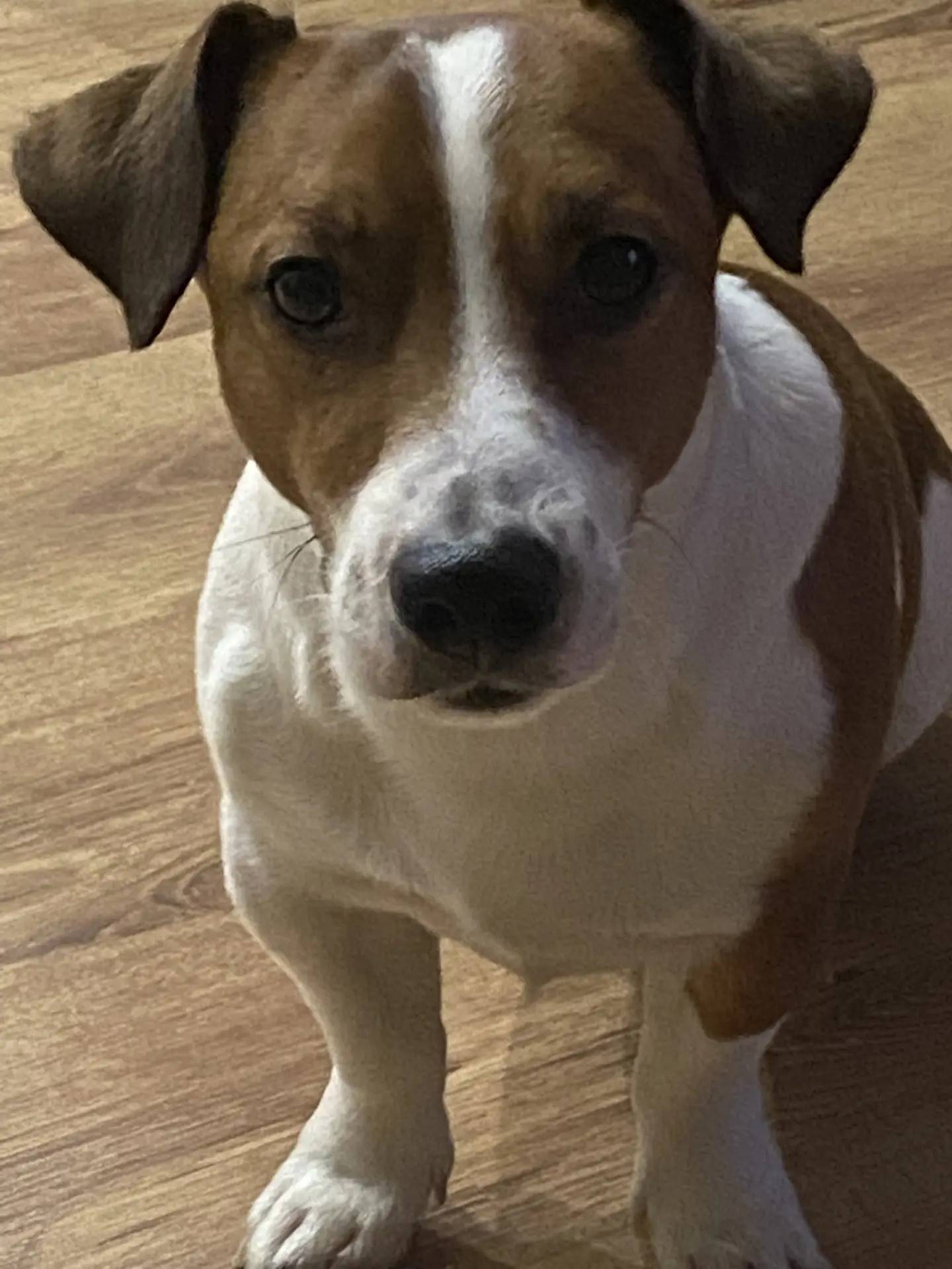 Пропал Джек Рассел терьер Майло