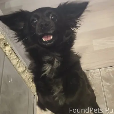 Пропала собака Муха, 9 микрорайон