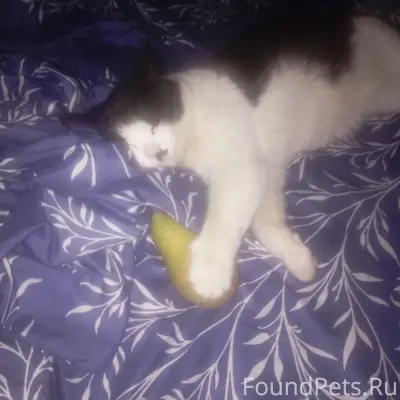 Пропал кот, выселки