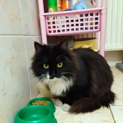 Найдена кошка, чёрная с белой грудкой, Красносельская