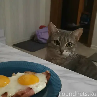 Пропала кошка Мята, Средняя Ахтуба