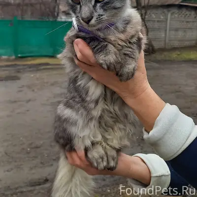 Найден кот, сквер возле моста