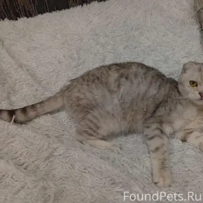 Найдена кошка, ул. Цеховая