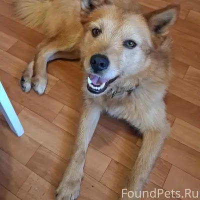 Найден пёс, Климовск