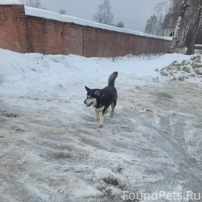 Пропал мальчик с ошейником, 2 Овражная