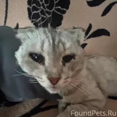 Пропал кот Тимоха