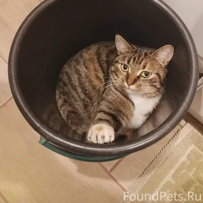 Пропала кошка, пятицветка, Слип