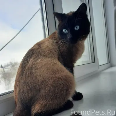 Найден кот, у магазина «Дикси» на ул. Мира