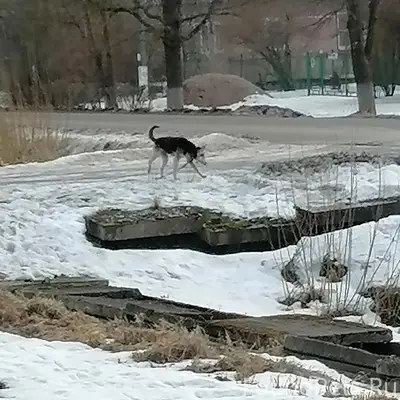 Пропала собака, около аптеки
