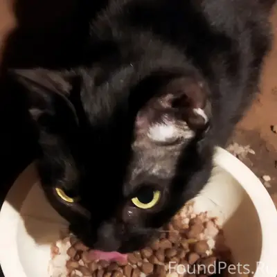 Пропала чёрная кошка, мкр Первомайский