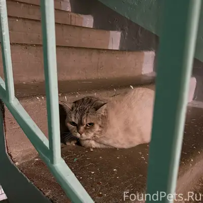 Найдена кошка, пр. Победы 24а