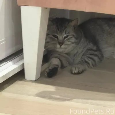 Найдена кошка, ЖК Победы