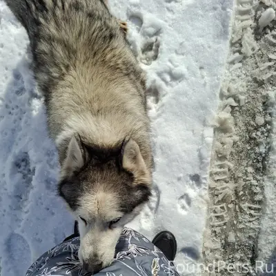 Найден хаски, девочка, Коломна, Щурово