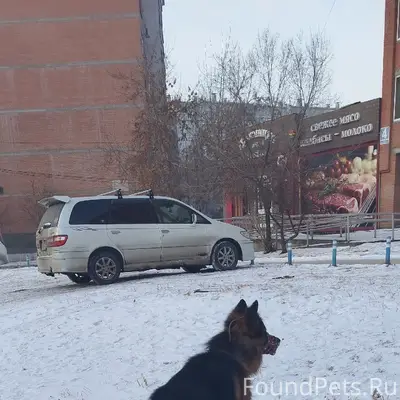 Пропал кобель немецкая овчарка, Октябрьский район