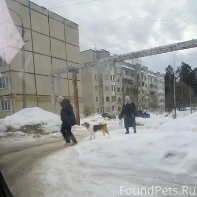 Найден пёс, Коммунистическая улица