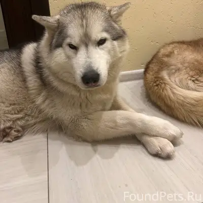 Пропала собака Венди, Глушанки/Криволувье