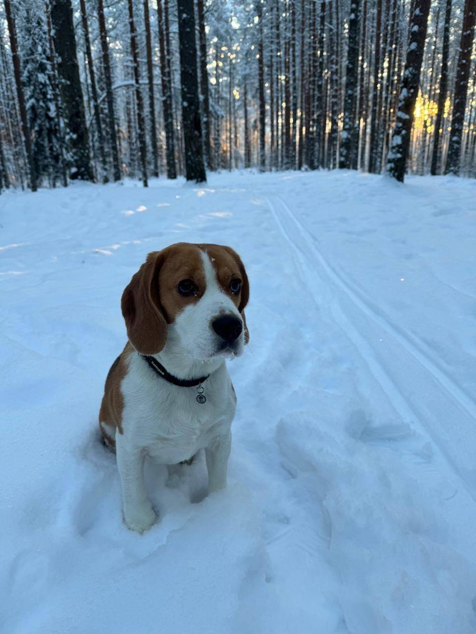 Пропал Бигль Лаки, новый район