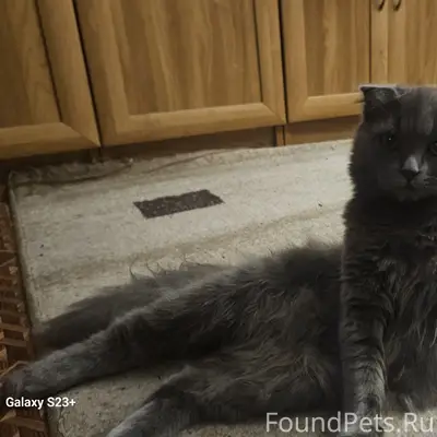 Пропал домашний кот, серый, ласковый