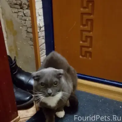 Найден кот, Дзержинский район