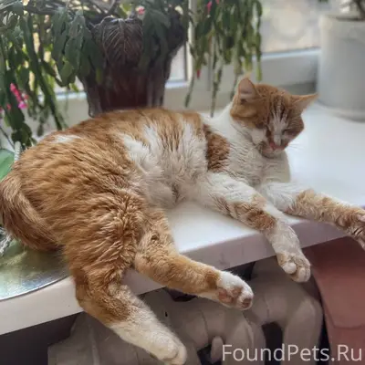 Пропал кот Коржик, Проспект Победы