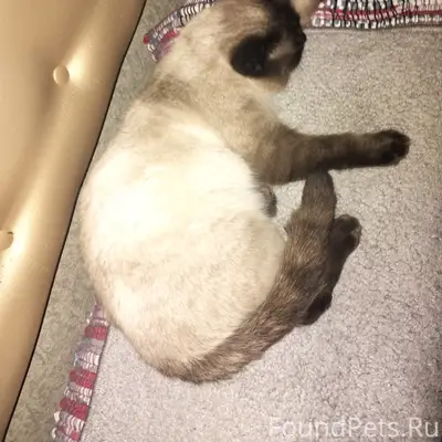 Пропал метис шотландца Стёпа, деревня Образцово