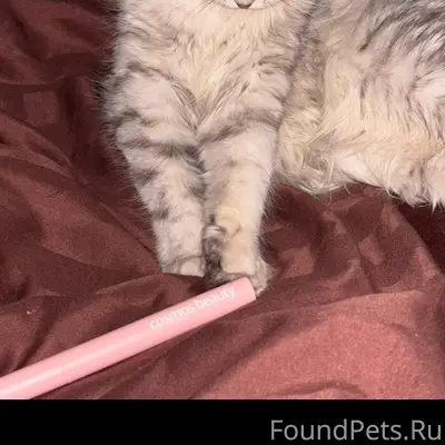 Пропала кошка, район сбера